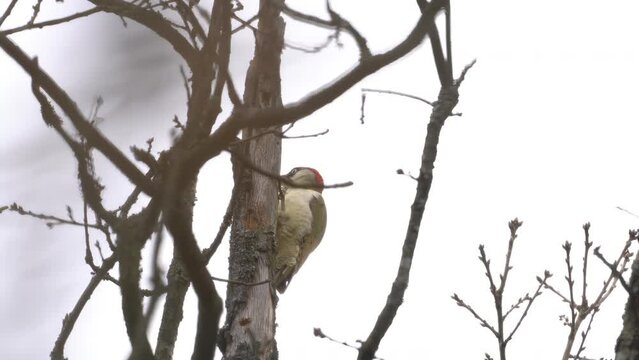 European Green Woodpecker on the tree, female (Picus viridis) - (4K)