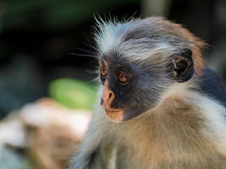 Red Colobus monkeys, found only in Zanzibar. monkeys from the vervet family, which are an endemic...