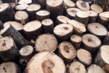 Wood logs pattern for nature Background.
