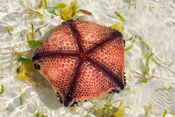 Asteroidea starfish - a group of marine predators from the echinodermata type Echinodermata. These...