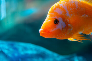 A fish with orange and white stripes is looking at the camera. The fish is in a blue tank