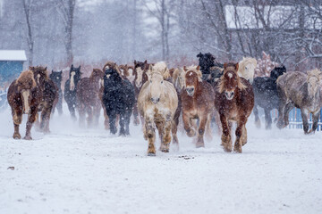 十勝牧場の馬追い運動　冬の北海道風観光（冬のイベント）