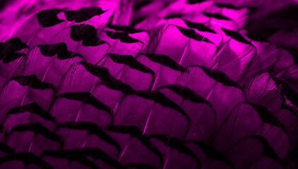 Fototapeta na wymiar violet feathers with an interesting pattern. background