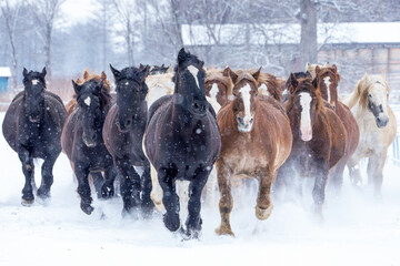 十勝牧場の馬追い運動　冬の北海道風観光（冬のイベント）
