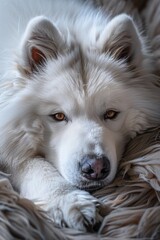 A white dog relaxing on a fluffy blanket, perfect for pet-related designs