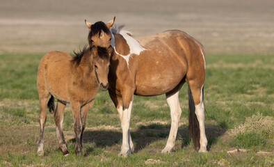 Wild Horse Mare and Her Foal in theUtah Desert in Springtime