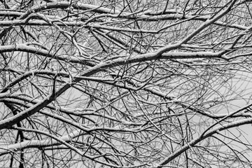 snow on intertwined branches

