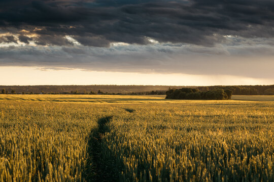 Summer landscape image of wheat field at sunset with big clouds