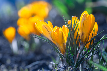 Yellow crocus flowers on a sunny spring day