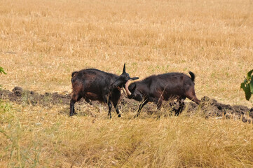 Two goats are butting heads.