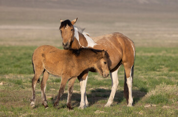 Naklejka na ściany i meble Wild Horse Mare and Her Foal in theUtah Desert in Springtime