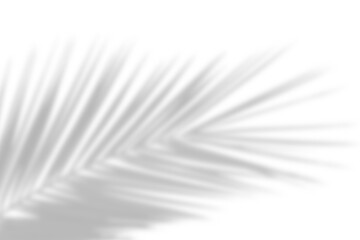 Natural palm branch shadow on transparent background. Tropical palm leaf shadow overlay effect. PNG...