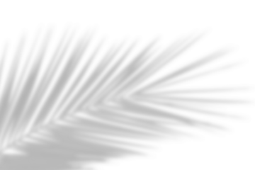 Natural palm branch shadow on transparent background. Tropical palm leaf shadow overlay effect. PNG file, cut-out,  ideal for summer design elements