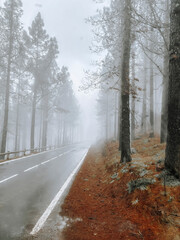 Scenic road in rainy bad weather. Travel concept with long straight asphalt road in the nature with trees and woods forest around. Travel lifestyle. Scenic destination. Rain and clouds