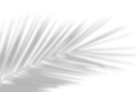 Natural palm branch shadow on transparent background. Tropical palm leaf shadow overlay effect. PNG file, cut-out,  ideal for summer design elements