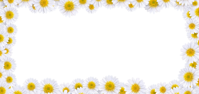 Many beautiful daisies For making background images PNG transparent