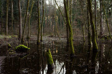 Fototapeta na wymiar Flooded forest in the spring nature of Europe