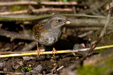 Heckenbraunelle // Dunnock (Prunella modularis)