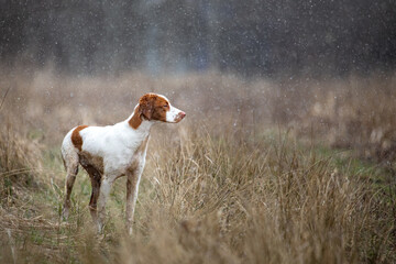Snow conditions of Brittany Spaniel hunting dog in the grass field.