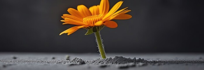 One calendula flower grows out of concrete on a gray background.. Copy space, place for text, empty space. Banner - obrazy, fototapety, plakaty