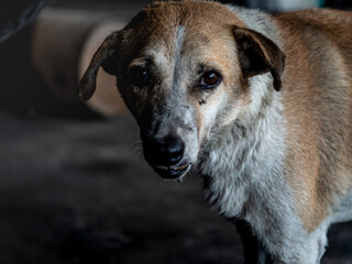 A stray dog with a dirty face Weary and tired
