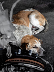 A stray dog sleeps on the floor in a garage - 761541006