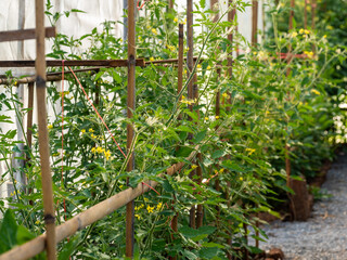 Tomato planting plots in the greenhouses - 761541039