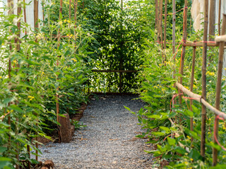 Tomato planting plots in the greenhouses - 761541051