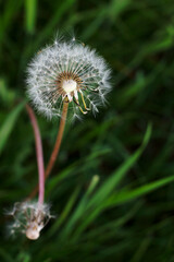 fluffy dandelion with seeeds on green grass background