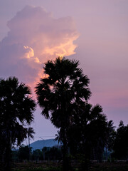 Silhouette of Sugar palm tree with magenta sky and clouds at dusk - 761541061