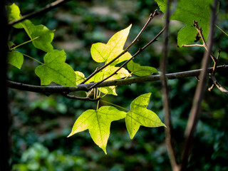 Three-lobed leaves of maple Acer buergerianum - 761541068