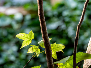 Three-lobed leaves of maple Acer buergerianum