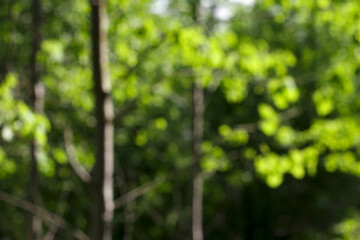 Fototapeta na wymiar blurry background of green trees in summer forest