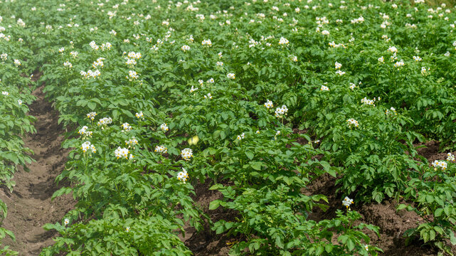 Potato field. Flowering of nightshade crops, potato flowers during flowering, green potato tops on summer day, ecological products concept.