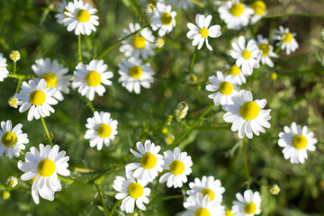 daisies in sunny field with close up
