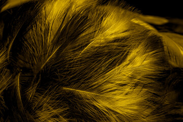 black and yellow feathers. background