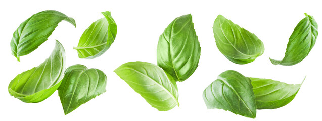 Basil isolated. Set of flying basil leaves for design. Basil green fresh leaf flat lay isolated on...