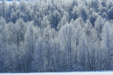 【北海道上富良野の厳冬期の絶景】美しい霧氷の木々　2月
