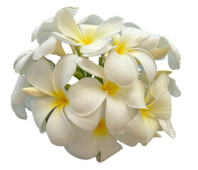 Beautiful White Frangipani Flowers Isolated on White Background