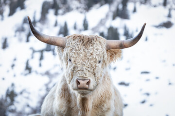 Portrait of a highland cow in snow - 761545007