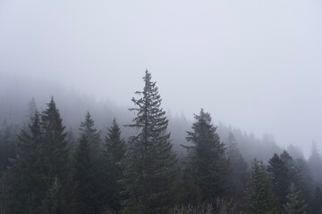tree, forest, mountain, snow, fog, white, path, storm, winter, ski, snowbord, resort, hiking, ice,...