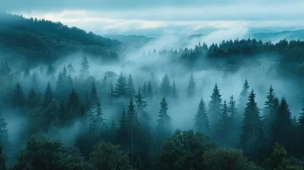 Fototapete Morgen mit Nebel Amazing mystical rising fog forest trees landscape in black forest blackforest ( Schwarzwald ) Germany panorama banner