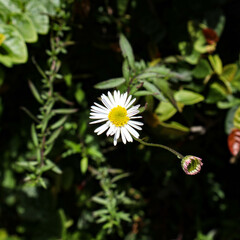daisy flower