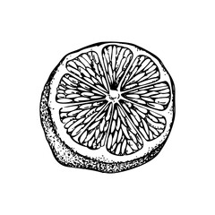 Vintage half lime sketch. Citrus fruit hand-drawn vector illustration. Exotic plant drawing in engraved style. Botanical design element. NOT AI-generated