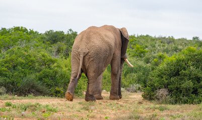 Elefant in der Wildnis und Savannenlandschaft von Afrika