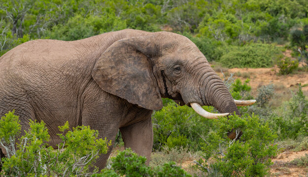 Elefant in der Wildnis und Savannenlandschaft von Afrika