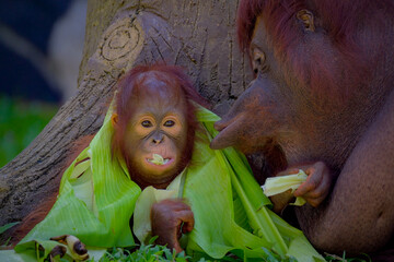 face of a baby orangutan and mother © Riadi