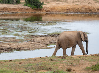 Elefant am Wasserloch in der Wildnis und Savannenlandschaft von Afrika