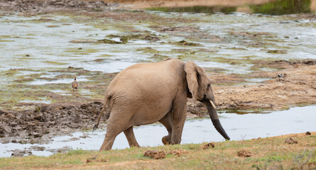 Elefant am Wasserloch in der Wildnis und Savannenlandschaft von Afrika