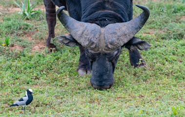 Büffel oder Kaffernbüffel in der Wildnis und Savannenlandschaft von Afrika